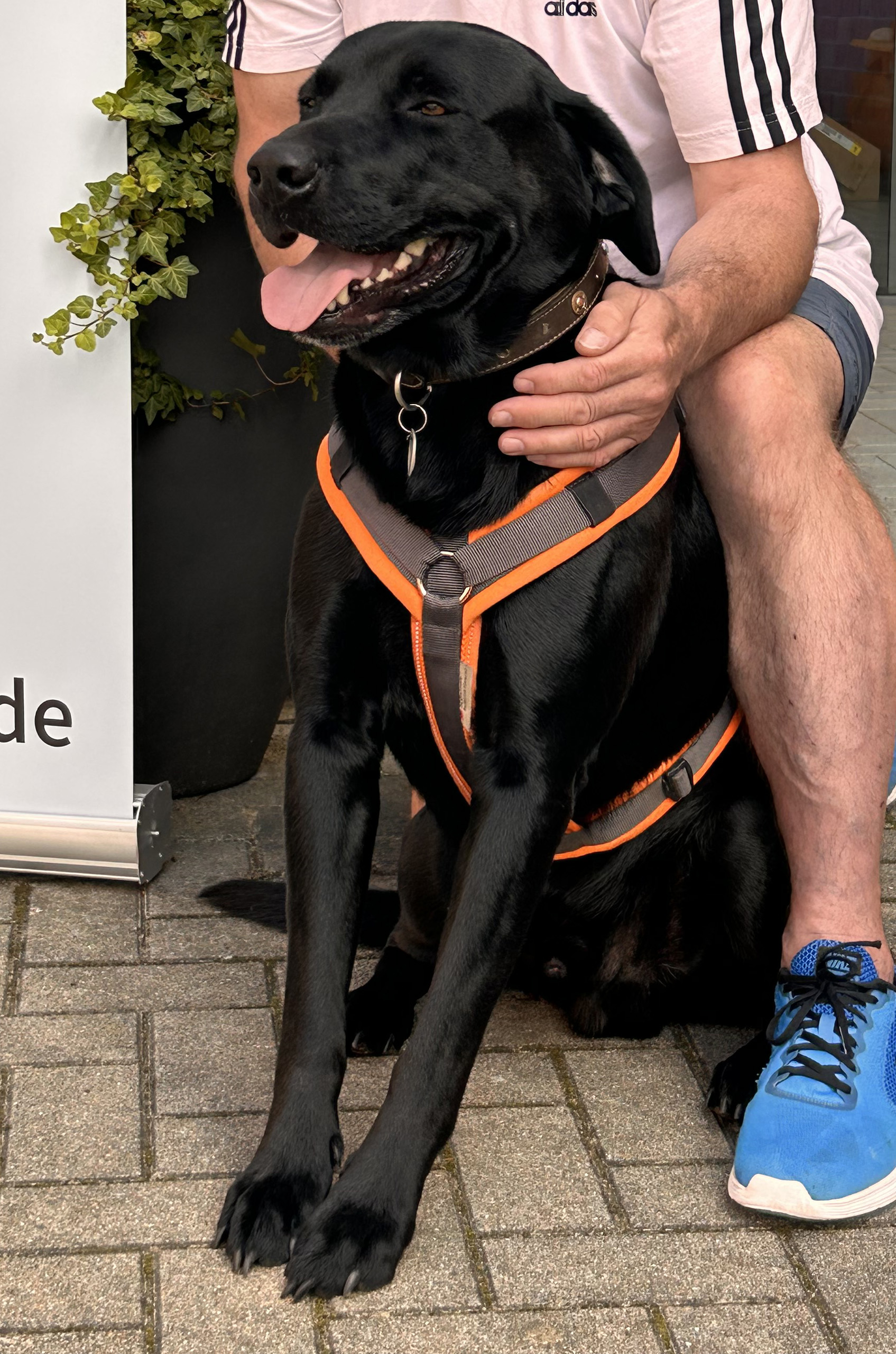 Anton (Schulhund)